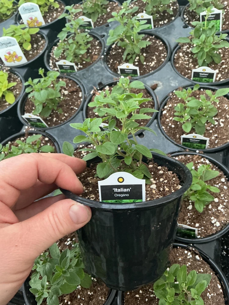 Italian Oregano Live Plant – Fresh Herb – 4.5 inch Pot – Outdoor/Indoor - Image 4