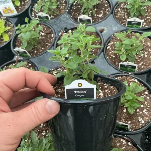 Italian Oregano Live Plant – Fresh Herb – 4.5 inch Pot – Outdoor/Indoor - Image 5