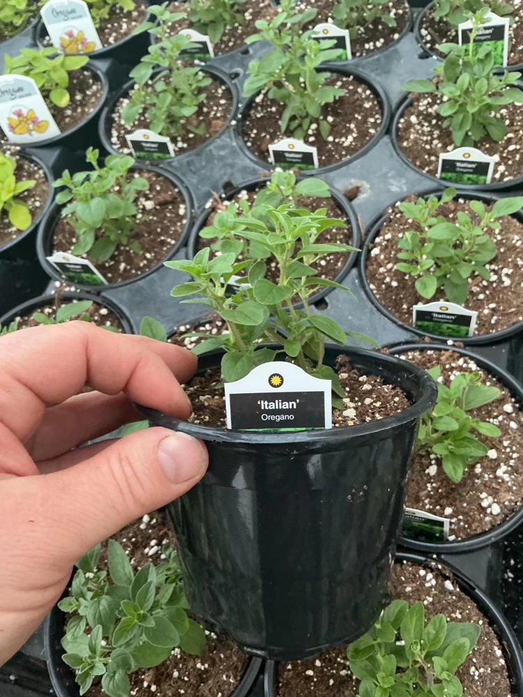 Italian Oregano Live Plant – Fresh Herb – 4.5 inch Pot – Outdoor/Indoor - Image 5