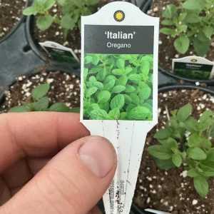 Italian Oregano Live Plant – Fresh Herb – 4.5 inch Pot – Outdoor/Indoor - Image 6