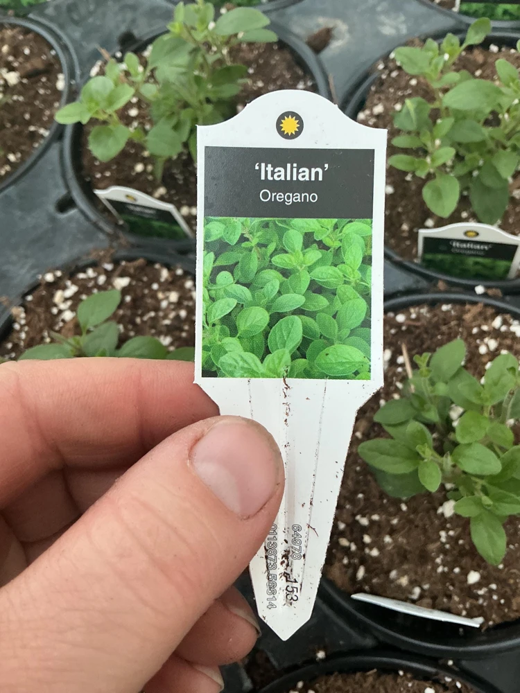 Italian Oregano Live Plant – Fresh Herb – 4.5 inch Pot – Outdoor/Indoor - Image 6