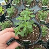 Italian Oregano Live Plant – Fresh Herb – 4.5 inch Pot – Outdoor/Indoor - Image 1