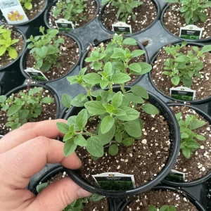Italian Oregano Live Plant – Fresh Herb – 4.5 inch Pot – Outdoor/Indoor - Image 1