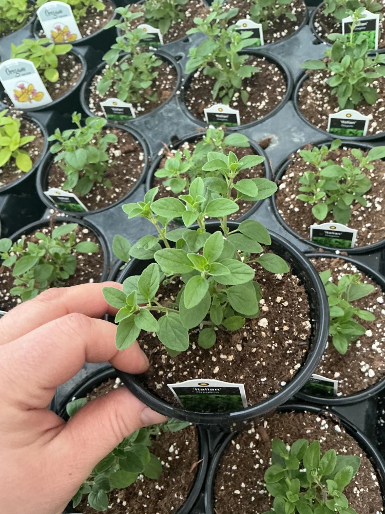 Italian Oregano Live Plant – Fresh Herb – 4.5 inch Pot – Outdoor/Indoor - Image 1