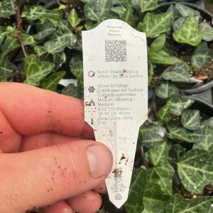 Ivy Hedera 'Grunpfeil' Live Plant – 4.5 inch Nursery Pot – Indoor/Outdoor Vine - Image 10