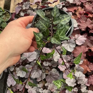 Ivy Hedera 'Grunpfeil' Live Plant – 4.5 inch Nursery Pot – Indoor/Outdoor Vine - Image 2