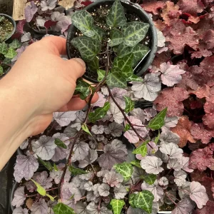 Ivy Hedera 'Grunpfeil' Live Plant – 4.5 inch Nursery Pot – Indoor/Outdoor Vine - Image 3