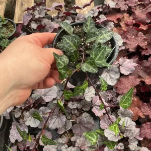 Ivy Hedera 'Grunpfeil' Live Plant – 4.5 inch Nursery Pot – Indoor/Outdoor Vine - Image 4