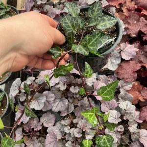 Ivy Hedera 'Grunpfeil' Live Plant – 4.5 inch Nursery Pot – Indoor/Outdoor Vine - Image 5