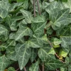 Ivy Hedera 'Grunpfeil' Live Plant – 4.5 inch Nursery Pot – Indoor/Outdoor Vine - Image 1