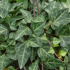 Ivy Hedera 'Grunpfeil' Live Plant – 4.5 inch Nursery Pot – Indoor/Outdoor Vine - Image 1