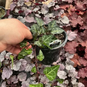 Ivy Hedera 'Grunpfeil' Live Plant – 4.5 inch Nursery Pot – Indoor/Outdoor Vine - Image 6