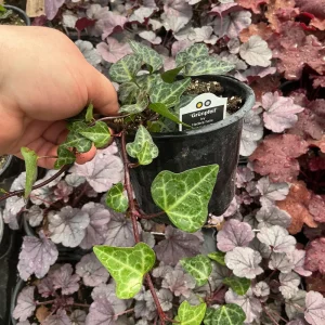 Ivy Hedera 'Grunpfeil' Live Plant – 4.5 inch Nursery Pot – Indoor/Outdoor Vine - Image 7