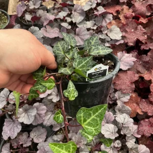 Ivy Hedera 'Grunpfeil' Live Plant – 4.5 inch Nursery Pot – Indoor/Outdoor Vine - Image 8