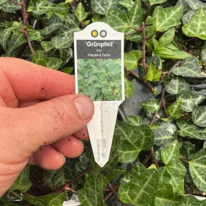 Ivy Hedera 'Grunpfeil' Live Plant – 4.5 inch Nursery Pot – Indoor/Outdoor Vine - Image 9