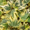 Ivy Hedera 'Yellow Ripple' Live Plant – 4.5 inch Pot – Indoor Variegated Ivy - Image 1