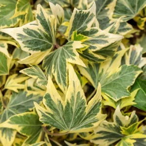 Ivy Hedera 'Yellow Ripple' Live Plant – 4.5 inch Pot – Indoor Variegated Ivy - Image 1