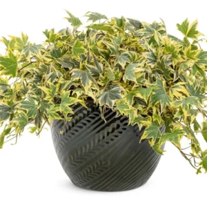 Ivy Hedera 'Yellow Ripple' Live Plant – 4.5 inch Pot – Indoor Variegated Ivy - Image 2