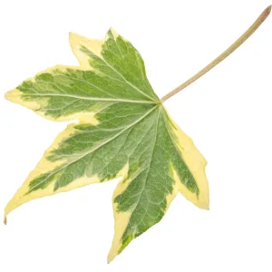 Ivy Hedera 'Yellow Ripple' Live Plant – 4.5 inch Pot – Indoor/Outdoor - Image 3
