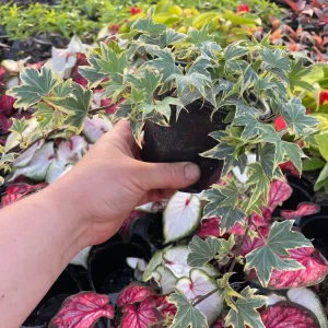 Ivy Hedera 'Yellow Ripple' Live Plant – 4.5 inch Pot – Indoor/Outdoor - Image 4