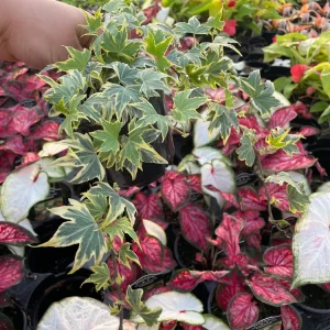 Ivy Hedera 'Yellow Ripple' Live Plant – 4.5 inch Pot – Indoor Variegated Ivy - Image 5