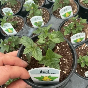 Jessica’s Sweet Pear Mint Live Plant – 4.5 Inch Nursery Pot, Fragrant Herb - Image 2