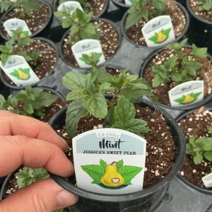 Jessica’s Sweet Pear Mint Live Plant – 4.5 Inch Nursery Pot, Fragrant Herb - Image 3