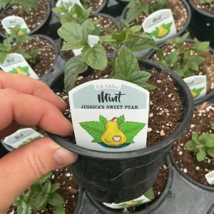 Jessica’s Sweet Pear Mint Live Plant – 4.5 Inch Nursery Pot, Fragrant Herb - Image 4