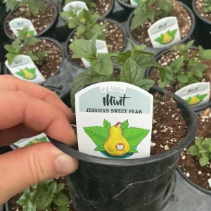 Jessica’s Sweet Pear Mint Live Plant – 4.5 Inch Nursery Pot, Fragrant Herb - Image 5