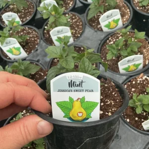 Jessica’s Sweet Pear Mint Live Plant – 4.5 Inch Nursery Pot, Fragrant Herb - Image 6