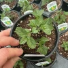 Jessica’s Sweet Pear Mint Live Plant – 4.5 Inch Nursery Pot, Fragrant Herb - Image 1