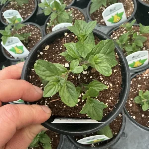 Jessica’s Sweet Pear Mint Live Plant – 4.5 Inch Nursery Pot, Fragrant Herb - Image 1