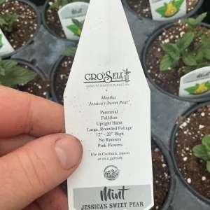 Jessica’s Sweet Pear Mint Live Plant – 4.5 Inch Nursery Pot, Fragrant Herb - Image 9
