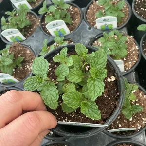 Kentucky Colonel Mint Live Plant - 4.5