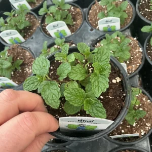 Kentucky Colonel Mint Live Plant - 4.5