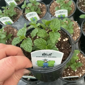 Kentucky Colonel Mint Live Plant - 4.5