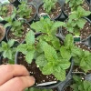 Kentucky Colonel Mint Live Plant - 4.5" Pot - Fragrant Culinary Herb - Image 1