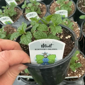 Kentucky Colonel Mint Live Plant - 4.5