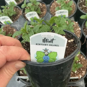 Kentucky Colonel Mint Live Plant - 4.5