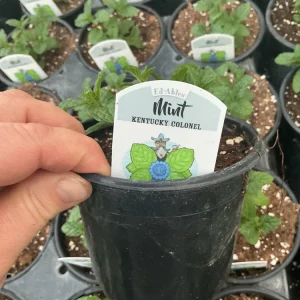Kentucky Colonel Mint Live Plant - 4.5