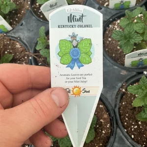 Kentucky Colonel Mint Live Plant - 4.5