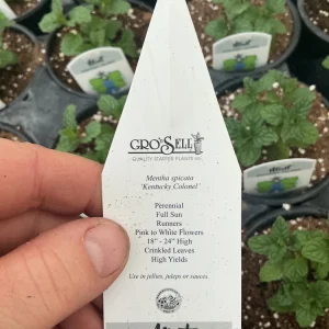 Kentucky Colonel Mint Live Plant - 4.5
