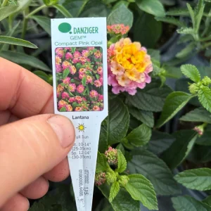Lantana Compact Pink Opal Live Plant – 4.5 inch Pot – Outdoor Shrub - Image 11