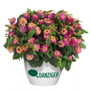 Lantana Compact Pink Opal Live Plant – 4.5 inch Pot – Outdoor Shrub - Image 2