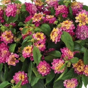 Lantana Compact Pink Opal Live Plant – 4.5 inch Pot – Outdoor Shrub - Image 3