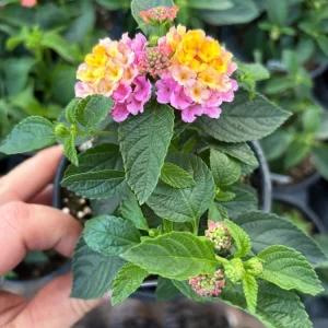 Lantana Compact Pink Opal Live Plant – 4.5 inch Pot – Outdoor Shrub - Image 5