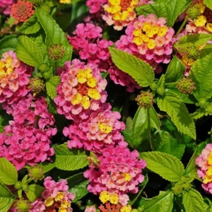 Lantana Compact Pink Opal Live Plant – 4.5 inch Pot – Outdoor Shrub - Image 1