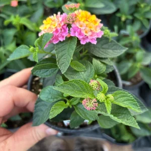 Lantana Compact Pink Opal Live Plant – 4.5 inch Pot – Outdoor Shrub - Image 6