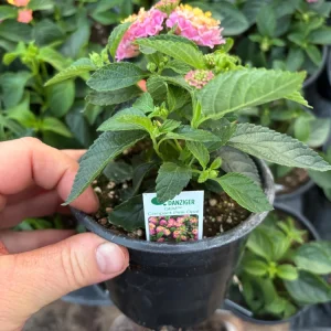 Lantana Compact Pink Opal Live Plant – 4.5 inch Pot – Outdoor Shrub - Image 8
