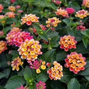 Lantana 'Peaches' Live Plant – 4.5 inch Pot – Vibrant Orange-Pink Flowers - Image 2